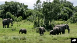 资料照片：肯尼亚奥尔佩杰塔保护区的非洲象。(2020年5月2日)