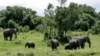 Une famille d'éléphant dans un parc naturel, au Kenya, le 2 mai 2020.