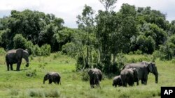 In this photo taken Saturday, May 2, 2020, a family of elephants graze in Ol Pejeta conservancy, Kenya. (AP Photo/Khalil Senosi)