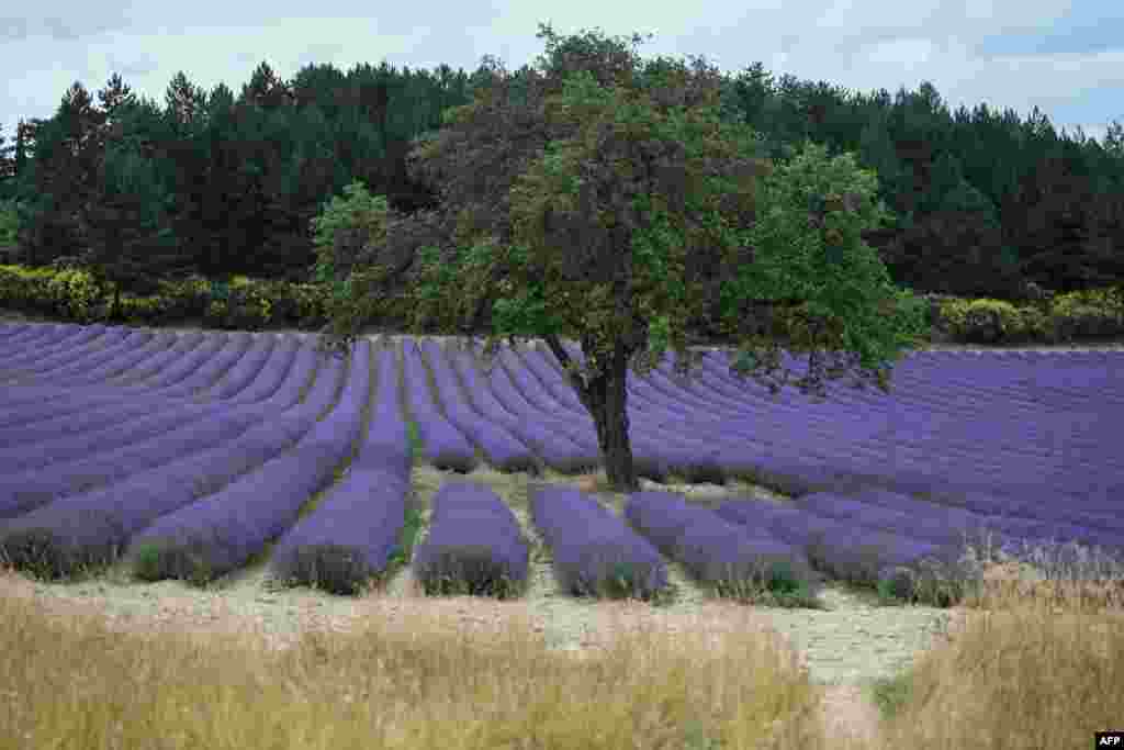 Ladang bunga lavender terlihat di kota Sault, Prancis selatan.