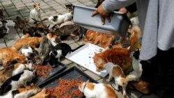 بلیوں کو خوراک فراہم کی جا رہی ہے