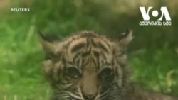 გაიცანით იშვიათი ჯიშის ვეფხვი პოლონეთიდან