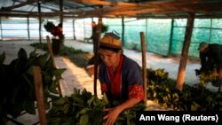 Saw Kyi Ti Mu, 37 tahun, seorang wanita etnis Palaung, mengumpulkan daun-daun murbei sebagai makanan untuk ulat sutra di desa Wanpaolong, Distrik Lashio, Shan State utara, Myanmar, 24 April 2018 (foto: REUTERS/Ann Wang)