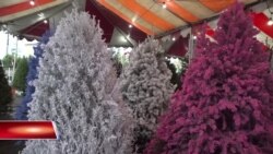 Số phận các cây thông sau mùa Giáng Sinh
