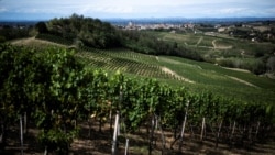 Perkebunan anggur Moscato di kawasan perdesaan Monferrato di kota Alice Bel Colle, dekat Alessandria, Italia (foto: dok). 