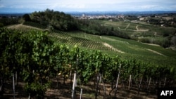 Perkebunan anggur Moscato di kawasan perdesaan Monferrato di kota Alice Bel Colle, dekat Alessandria, Italia (foto: dok). 