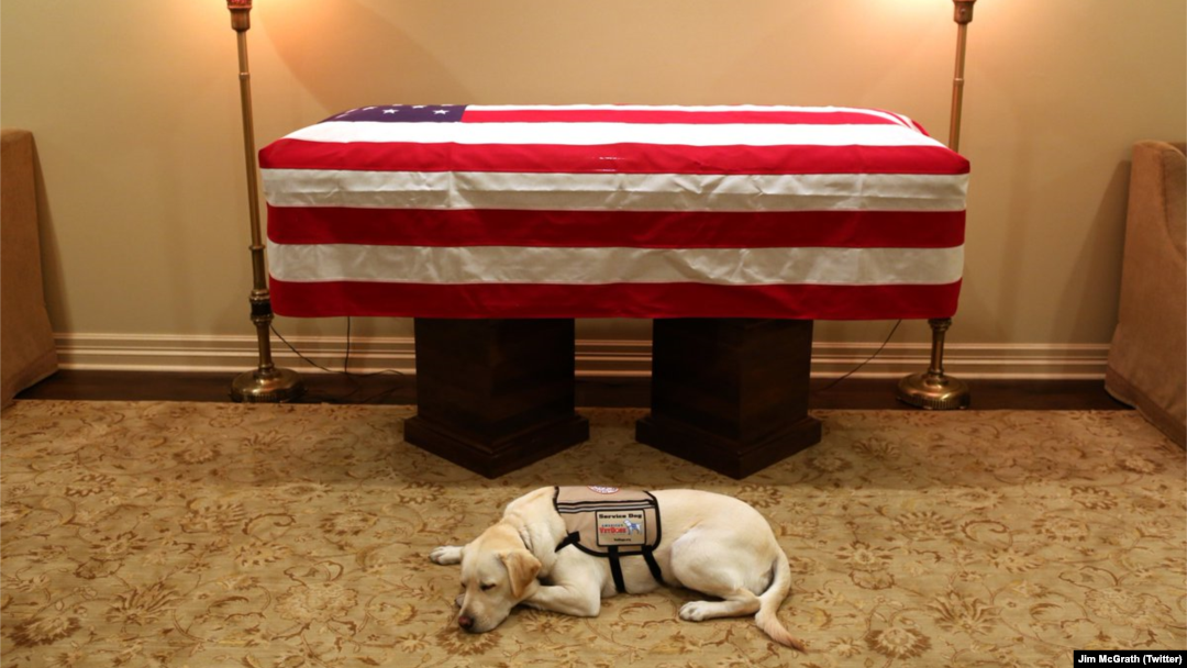 Hình ảnh chú chó Sully nằm phục cạnh linh cữu của cố Tổng thống George H. W. Bush gây xúc động mạnh. Ảnh: Twitter của phát ngôn viên Jim McGrath.