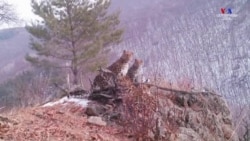 Ռուսաստանի Պրիմորիեի շրջանի ազգային զբոսյագում տեղադրված տեսախցիկները նկարել են ամուրյան ընձառյուծին իր երեք ձագերի հետ