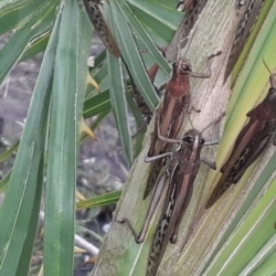 Sepasang belalang terlihat melekat di tanaman di Gran Guardia, Formosa, Argentina 1 Juni 2020. (Foto: SENASA / Handout via REUTERS)