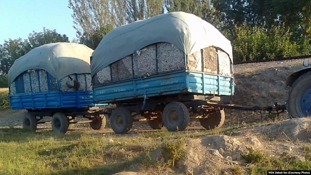 Andijon dalalarida