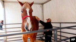 Jerry Gilbert dan Big Jake di Midwest Horse Fair di Madison, Wisconsin, 11 April 2014. (Foto: AP)