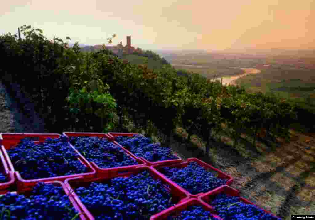 Perkebunan anggur di Piedmont at Langhe-Roero dan Monferrato mencakup lima wilayah perkebunan anggur di Italia. (UNESCO)