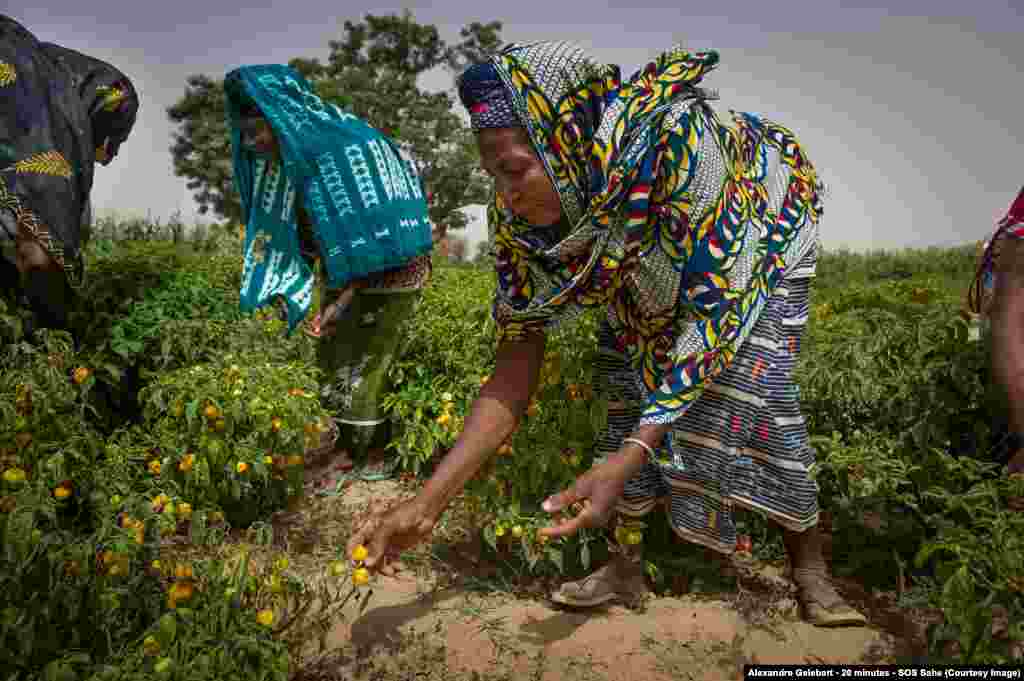 Au Burkina Faso, les femmes cueillent les piments