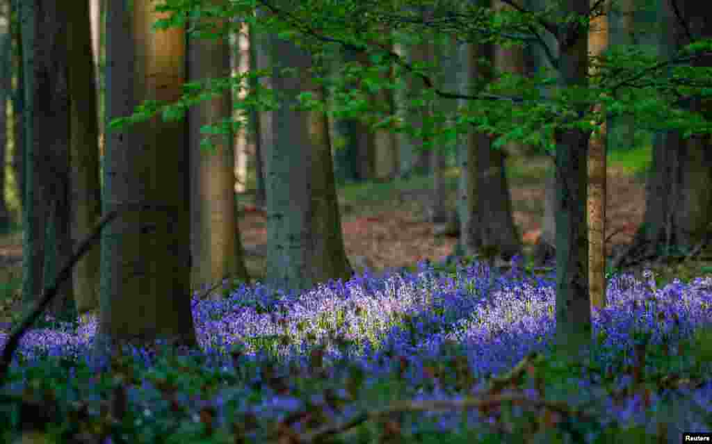 جنگل آبی بلژیک.نام این جنگل بدلیل پوشیده شدن آن از گل های زنگوله آبی است. &nbsp;