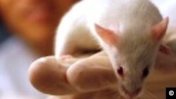 Humanized mouse had same reaction to HIV as humans