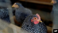 FILE - Barred Rock chickens roost in their coop Tuesday, Jan. 10, 2023, at Historic Wagner Farm in Glenview, Ill. South Africa is now experiencing the worst bird flu outbreak ever to hit the country, 