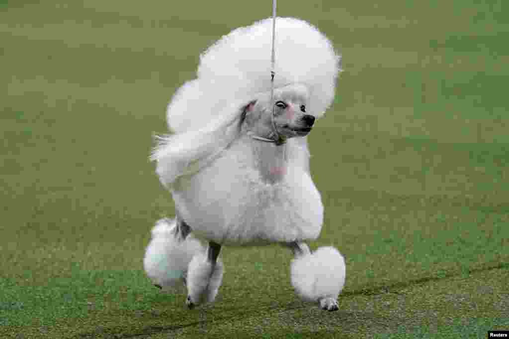 'ٹوائے پوڈل' نسل کے کتے کو&nbsp; 'کیمی' کے نام سے بھی پکارا جاتا ہے۔ شو دیکھنے والوں کی ایک بڑی تعداد نے اسے سراہا۔&nbsp;ڈاگ شو میں امریکہ، جاپان، آسٹریلیا اور تھائی لینڈ سمیت 19 ممالک کے 26 ہزار کتوں کو پیش کیا گیا۔ &nbsp;