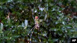 The joro spider, a large spider native to East Asia, is seen in Johns Creek, Ga., Oct. 24, 2021. The spider has spun its thick, golden web on power lines, porches and vegetable patches all over north Georgia this year.