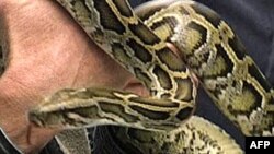 Piton Yılanı Kalp Doktorlarına İlham Kaynağı Oldu