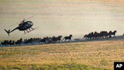 A helicopter pushes wild horses during a roundup on July 16, 2021, near U.S. Army Dugway Proving Ground, Utah. (AP Photo/Rick Bowmer)