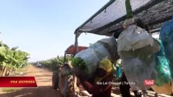 Campuchia cho Hoàng Anh Gia Lai xuất lô chuối đầu tiên sang TQ