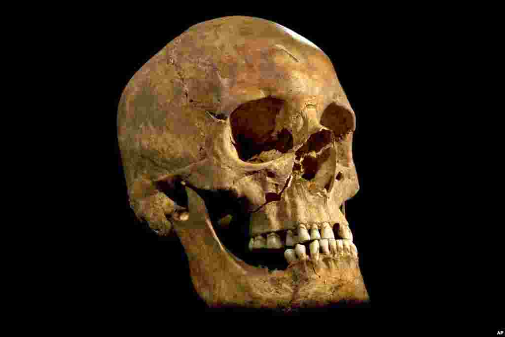 A photo made available by the University of Leicester of the skull found at the Grey Friars excavation in Leicester, Britain. 