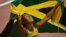 Jamaica's Shelly-Ann Fraser-Pryce celebrates after winning the women's 100m final at the athletics event of the London 2012 Olympic Games on August 4, 2012 in London. 