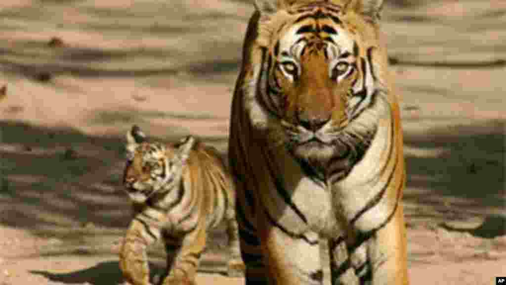 Un tigre avec dans la réserve de Bandhavgarh.