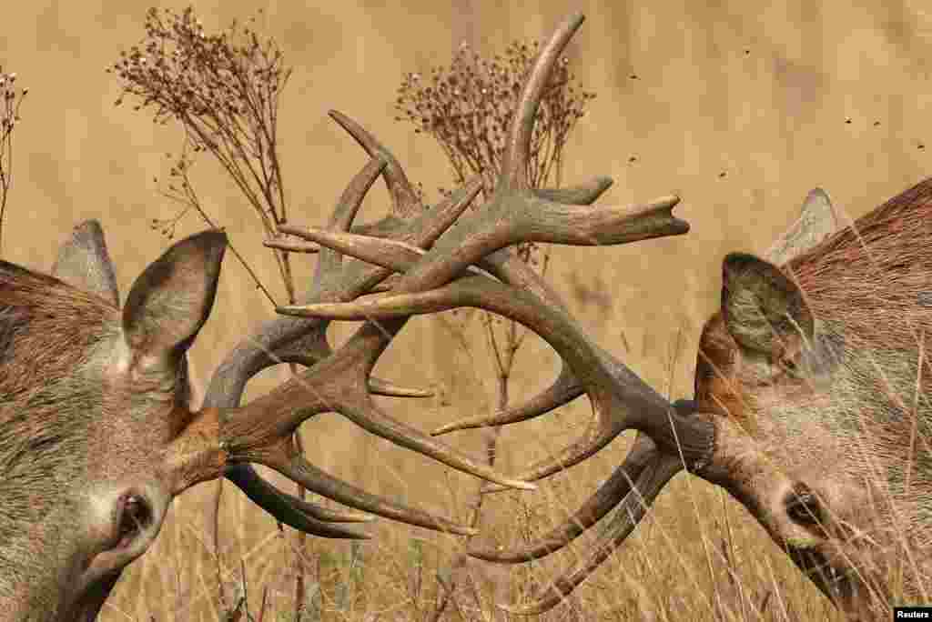 Deer clash their antlers together as the yearly rutting season begins, during above average seasonal temperatures, in Richmond Park, London, Britain.