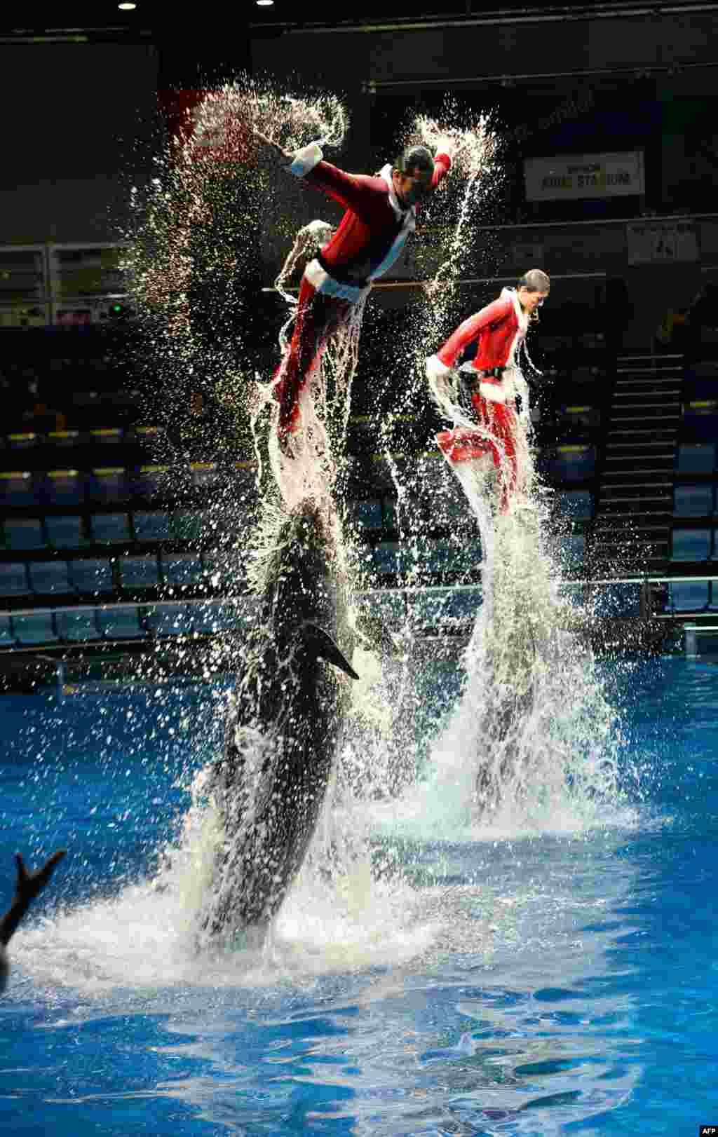 Trainers wearing Santa Claus costumes perform with a bottle-nose dolphin (R) and a fake killer whale (L) during a show at the Aqua Stadium aquarium in Tokyo, Japan.