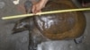 Fisherman Nguyen Ba Toan uses a ruler to measure a turtle, the Amyda Cartilagineus, in his house in Hanoi, October 2011.