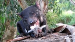 In this Monday, April 18, 2016 photo, a Tasmanian devil eats wallaby in a zoo at Tasman Peninsula, Tasmania state, Australia. (AP Photo/Rod McGuirk)