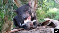 In this Monday, April 18, 2016 photo, a Tasmanian devil eats wallaby in a zoo at Tasman Peninsula, Tasmania state, Australia. (AP Photo/Rod McGuirk)