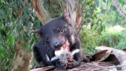 In this Monday, April 18, 2016 photo, a Tasmanian devil eats wallaby in a zoo at Tasman Peninsula, Tasmania state, Australia. (AP Photo/Rod McGuirk)