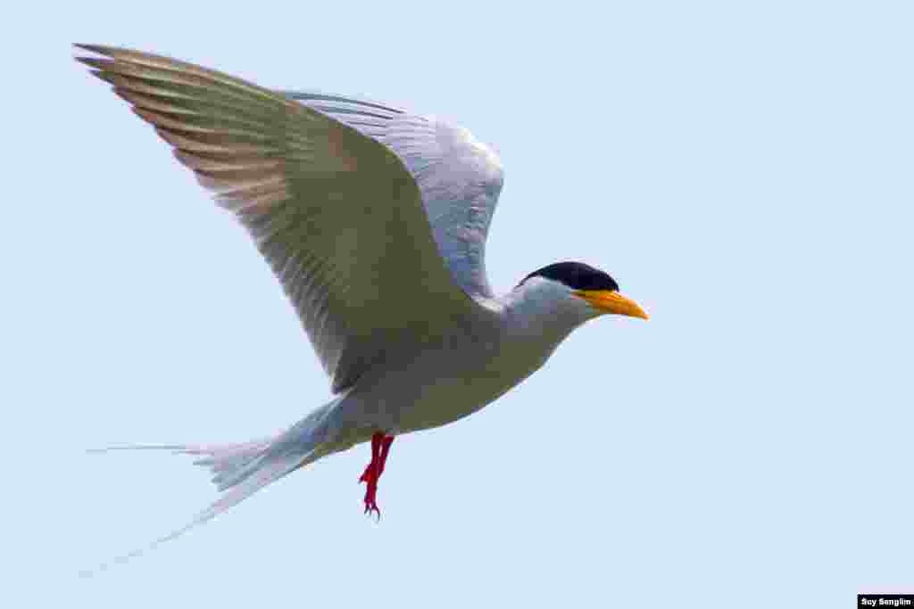 The tern has become near extinct in Cambodia.&nbsp; (Photo by Suy Senglim)