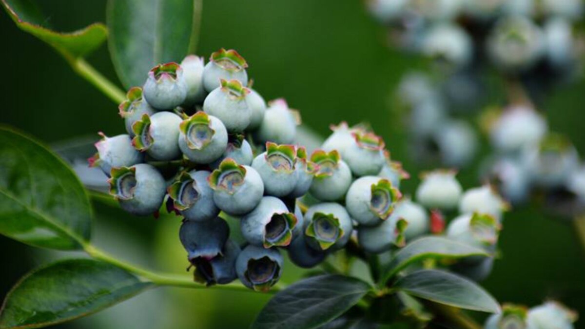 Maine Blueberry Harvest Down as Industry Looks for Buyers
