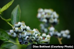 FILE - Wild blueberries. (Photo: Diaa Bekheet)