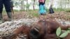 Orangutan Kalimantan Terluka Parah Akibat Senjata Tajam