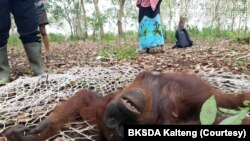 Orangutan Kalimantan yang tersesat di perkebunan karet milik masyarakat di Desa Baamang, Kotawaringin Timur, Kalteng, Minggu, 31 Januari 2021. (Courtesy: BKSDA Kalteng) 