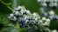 FILE - Wild blueberries. (Photo: Diaa Bekheet)