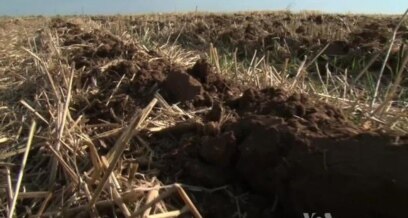 Life in Soil Impacts Life Above Ground