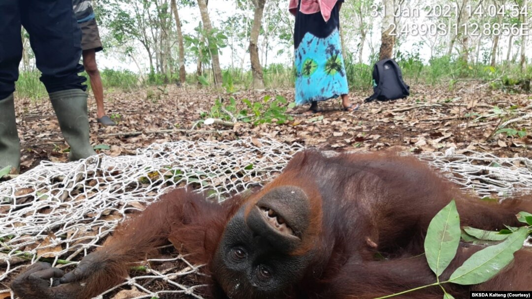 Orangutan Kalimantan yang tersesat di perkebunan karet milik masyarakat di Desa Baamang, Kotawaringin Timur, Kalteng, Minggu, 31 Januari 2021. (Courtesy: BKSDA Kalteng) 