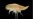 Toxic, Man-made Pollutants Found in Deepest Oceans