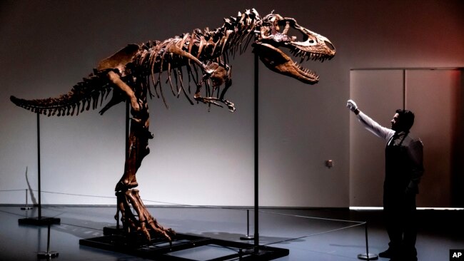 A Sotheby's New York employee demonstrates the size of a Gorgosaurus dinosaur skeleton, the first to be offered at auction, Tuesday, July 5, 2022, in New York. (AP Photo/Julia Nikhinson)