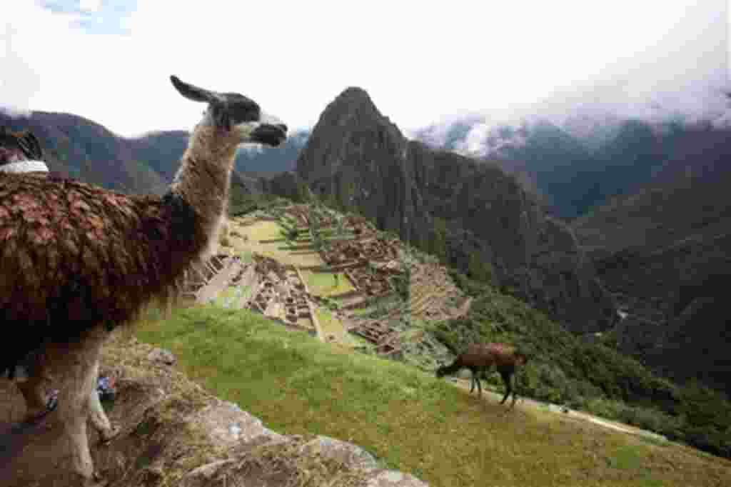 Las llamas pastan en la reapertura de la ciudadela de Machu Picchu después de la inundación obligó a su cierre en Cuzco, Perú.