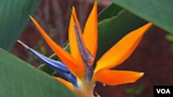 ດອກ Bird of Paradise