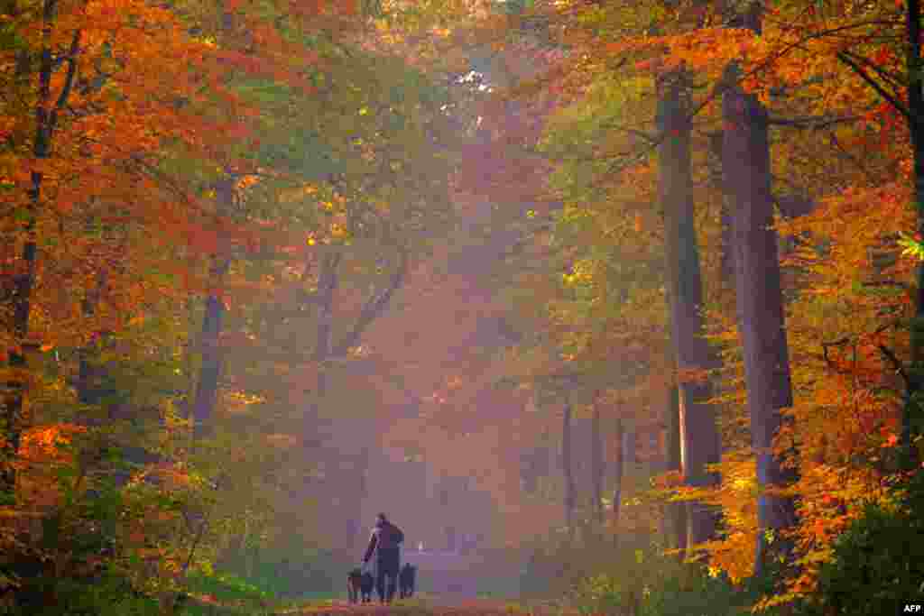 A stroller walks his dogs in an autumnal colored forest in Cuxhaven, nothern Germany, Nov. 7, 2018.