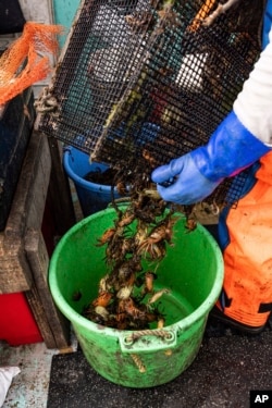 This image provided by Jennifer Bakos shows green crabs emptied from a trap hauled onto a fishing boat, Sunday June 12, 2022, off the coast of New Hampshire. Green crabs, an invasive species wreaking ecological and economic havoc along the New England coast, are being used by a New Hampshire distillery to create House of Tamworth Crab Trapper, a green crab-flavored whiskey. (Jennifer Bakos via AP)