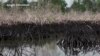 Decades After Activist Executions, Niger Delta Oil Spills Remain