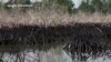 Shell Accused of Failing to Clean Up Nigeria Oil Spills